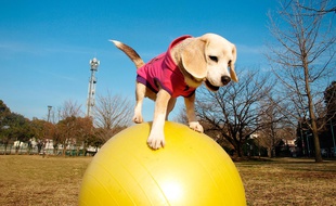 Ce mardi 29 mars, Purin a fait une entrée fracassante dans le célèbre Guinness book avec le record de vitesse sur ballon/ AFP PHOTO / Guinness World Records /