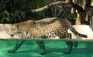 Les jaguars disposent dans un bassin de 100m3 pour se rafraîchir.