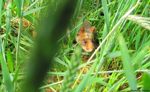 Le grand hamster n'est visible qu'en Alsace sur le territoire français.
