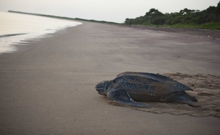 Une tortue luth sur une plage de Guyane en 2011.