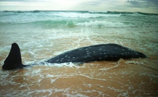 Une baleine morte échouée le 14 octobre 2014 sur la plage de Redhead à 150 km de Sydney
