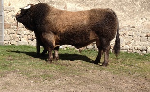 Everest a déjà été consacré l'an dernier champion mâle de la race Aubrac lors du concours général agricole.