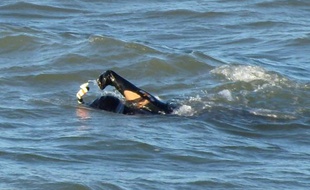 L'engouement pour les traversées de la Manche à la nage, "Everest de la natation" qui a engendré un véritable business en Angleterre, pose des problèmes de sécurité dans l'un des détroits les plus fréquentés au monde et embarrasse les autorités françaises.