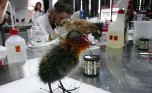 Un bébé Foulque, naturalisé par le taxidermiste du Muséum, pourrait intégrer l'exposition bébé animaux