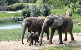 Makeba, encadré par sa mère Matibi, et son père, Pembe, est née le 24 mars au zoo de Plaisance-du-Touch.