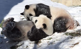 Tian Tian et Mei Xiang, les deux pandas du zoo de Washington, en décembre 2007.