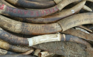 Le Gabon, qui accueille plus de la moitié des éléphants de forêt d'Afrique et avait la réputation d'être un pays "stable" pour la faune sauvage, est devenu une nouvelle cible des réseaux de braconniers avec le massacre d'environ 20.000 pachydermes en 10 ans.