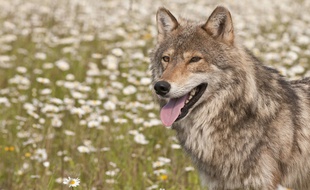 Un loup (illustration)