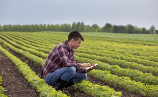 Bruxelles veut consacrer au moins 25% des terres agricoles de l'UE à l'agriculture biologique d'ici 2030.