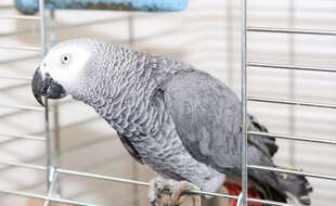 Un perroquet gris d'Afrique (image d'illustration).