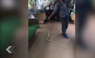 Il maîtrise un serpent dans le train - Le Rewind
