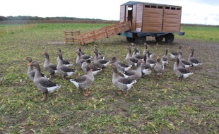 Les oies de Marcel Metzler, producteur de foie gras en Alsace.