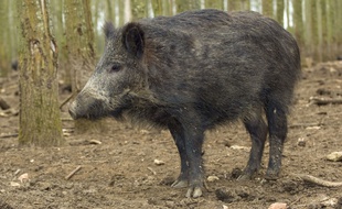 Un sanglier. (Illustration)
