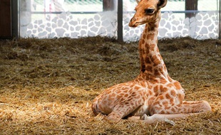 Kissa, petite girafe femelle est née le 25 juin à la plaine africaine du parc de la tête d'or à Lyon.