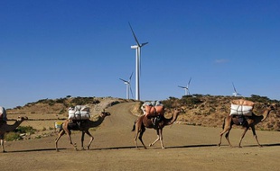Des chameaux marchent le long d'un champ d'éoliennes à Ashegoda, en Ethiopie, le 28 novembre 2013