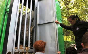 Le départ des rhinocéros du zoo de Lille.