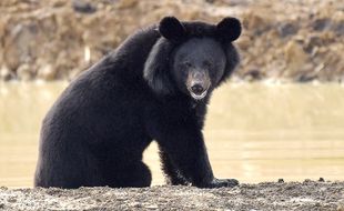 Illustration d'un ours à collier, aussi appelé ours noir d'Asie.