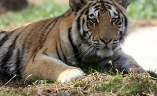 Un tigre du Bengale dans un zoo de Bagdad en Irak le 1er avril 2011