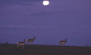 De nombreux mammifères vivent la nuit à cause des activités humaines. (Illustration)