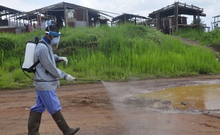 Désinfection sur une route au Liberia, juillet 2015.