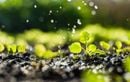 Cet objet qu’on jette tous devient le meilleur allié pour arroser nos plantes pendant les vacances d’été