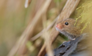 Illustration: une souris des moissons.