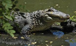 Un crocodile, ici aux Etats-Unis. Illustration.