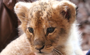 Dadou avait été placé au zoo de Saint-Martin-la-Plaine (Loire) après avoir été saisi dans une voiture de luxe en 2018 sur les Champs-Elysées à Paris.