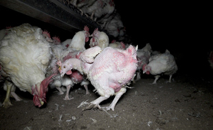 Près de Ploërmel, dans le Morbihan, un élevage intensif de poules et coqs a été épinglé par l'association L214.