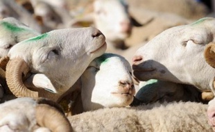 Jusqu'ici interdites dans les zones exemptes de la maladie de la langue bleue (fièvre catarrhale), les vaccinations à titre préventif des bovins, ovins et caprins devraient pouvoir être autorisées l'an prochain dans toute l'UE, a proposé lundi la Commission européenne.