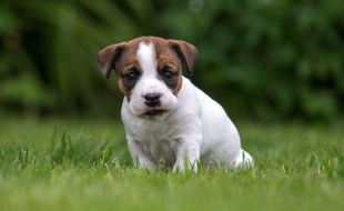 Illustration d'un chiot très mignon.