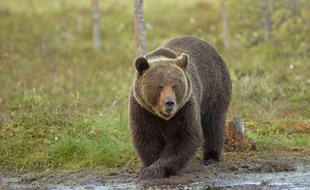 Un ours brun d'Europe, espèce que suit de près le biologiste Fabrice Bertile, notamment pour comprendre la capacité de l'animal à conserver ses muscles même au sortir de sept mois d'hibernation.