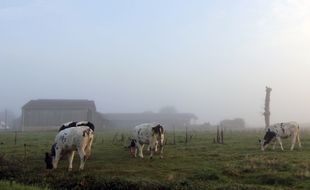 Illustration d'une ferme et de vaches ici non loin de Rennes, en Ille-et-Vilaine.