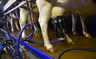 Illustration d'une salle de traite de vaches pie noir.