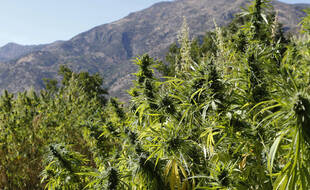 Des plantations de cannabis au nord du Maroc.