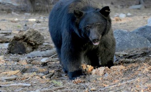 Un ours noir. Illustration