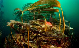 Algue Laminaria hyperborea, dont les extraits sont utilisés par l'industrie cosmétique