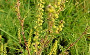Belle plante, mais mauvaise herbe.