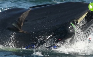 Un plongeur est gobé par une baleine avant d'être recraché sain et sauf
