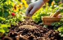Ces graines qu’on sème en été couvrent et nourrissent la terre sans rien jeter : l’astuce surprenante des jardiniers zéro déchet