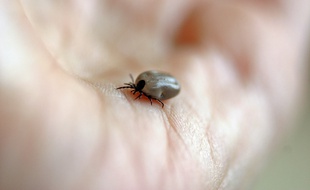Le nombre de nouveaux cas de maladie de Lyme a connu une augmentation significative en 2018.