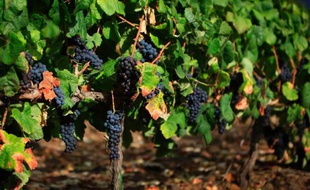 2013 s'annonce comme un mauvais millésime pour le vignoble français durement éprouvé par les incidents climatiques des derniers mois, qui laissent de nombreux domaines en situation de détresse à l'heure des vendanges.