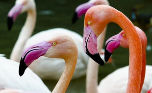 Des flamants roses (photo d'illustration).