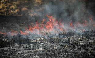 Un feu de foret en Syrie.