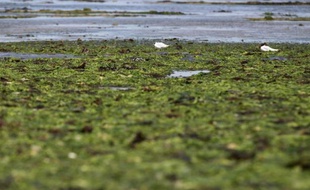 Les algues vertes recouvrent la plage de Grandcamp-Maisy, dans le Calvados, le 9 juillet 2014