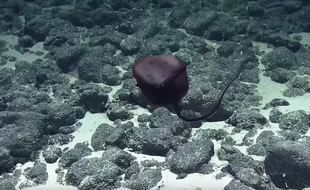 L'animal est tout d'abord apparu gonflé comme un ballon.