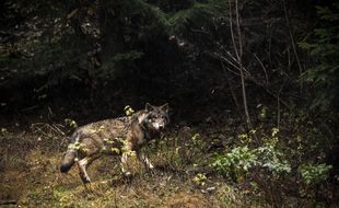 Les loups sont de plus en plus nombreux dans les Alpes.