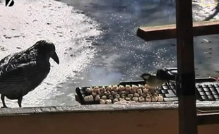 Capture d'écran de la vidéo diffusée en direct sur le site de www.birdsontwitter.com.