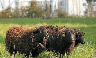Les tondeuses écolo du périphérique sont des moutons d'Ouessant.