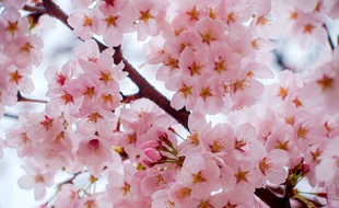 Les cerisiers du Japon sont en fleurs